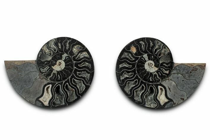 Cut & Polished Ammonite Fossil - Unusual Black Color #339129